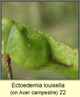 Ectoedemia louisella