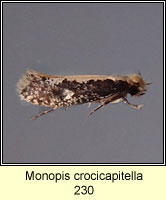 Monopis crocicapitella