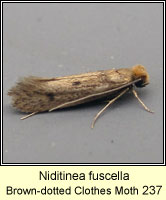 Niditinea fuscella, Brown-dotted Clothes Moth