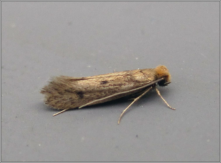 Niditinea fuscella, Brown-dotted Clothes Moth