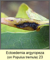 Ectoedemia argyropeza