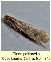 Tinea pellionella, Case-bearing Clothes Moth