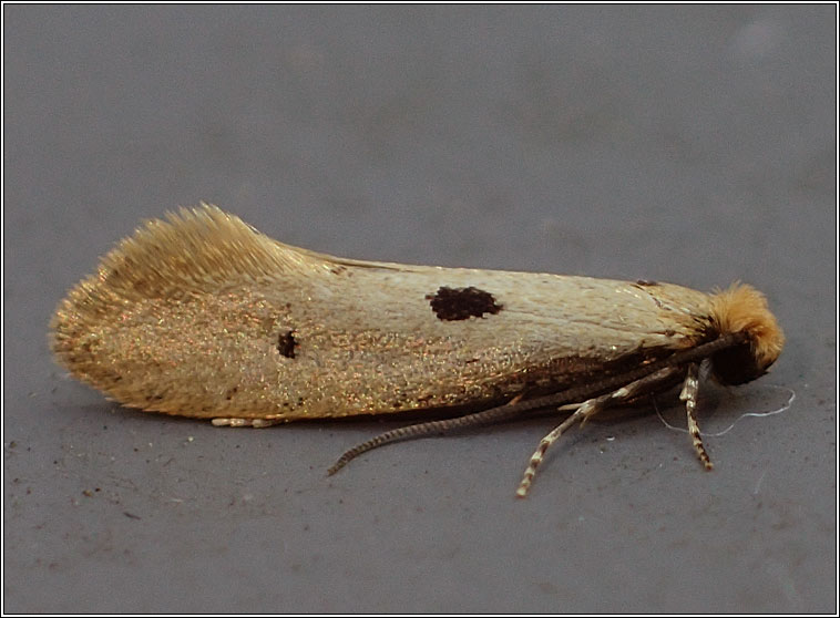 Moths - Tinea trinotella