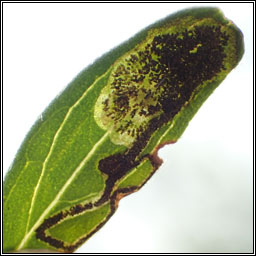 Leucoptera laburnella, Laburnum Leaf Miner