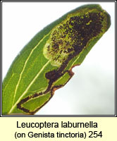 Leucoptera laburnella, Laburnum Leaf Miner
