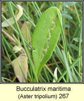 Bucculatrix maritima