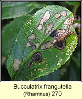 Bucculatrix frangutella