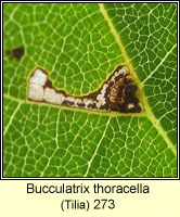 Bucculatrix thoracella