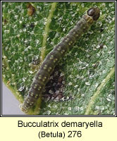 Bucculatrix demaryella