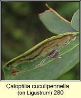 Caloptilia cuculipennella