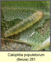Caloptilia populetorum