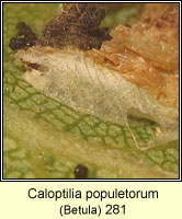 Caloptilia populetorum