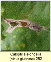 Caloptilia elongella