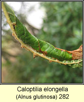 Caloptilia elongella