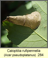 Caloptilia rufipennella