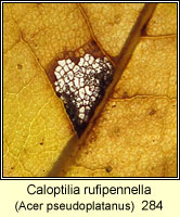 Caloptilia rufipennella