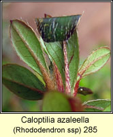 Caloptilia azaleella