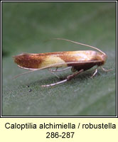 Caloptilia alchimiella / robustella