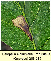 Caloptilia alchimiella / robustella (leaf mine)