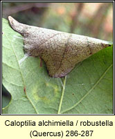 Caloptilia alchimiella / robustella (leaf mine)