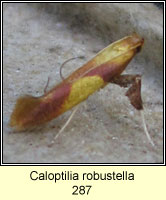 Caloptilia robustella