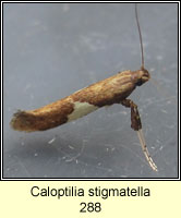 Caloptilia stigmatella