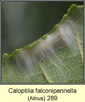 Caloptilia falconipennella