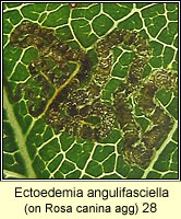 Ectoedemia angulifasciella