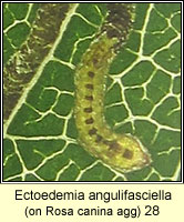 Ectoedemia angulifasciella