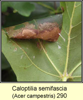 Caloptilia semifascia (leaf mine)