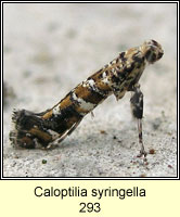 Caloptilia syringella