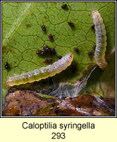Caloptilia syringella (leaf mine)
