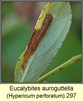 Eucalybites auroguttella