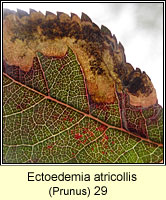 Ectoedemia atricollis