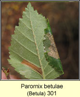 Parornix betulae (leaf mine)