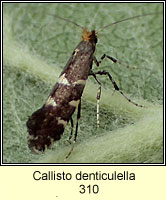 Callisto denticulella