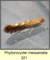 Phyllonorycter messaniella