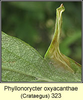 Phyllonorycter oxyacanthae