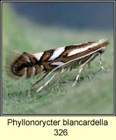 Phyllonorycter blancardella