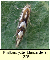 Phyllonorycter blancardella