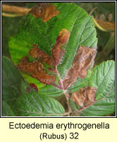Ectoedemia erythrogenella