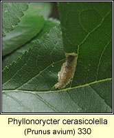 Phyllonorycter cerasicolella
