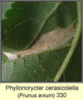 Phyllonorycter cerasicolella