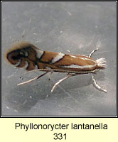 Phyllonorycter lantanella