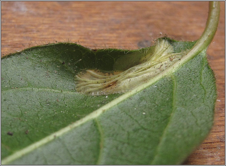 Phyllonorycter lantanella