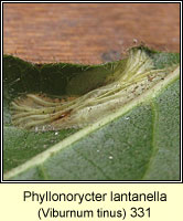 Phyllonorycter lantanella (leaf mine)