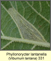 Phyllonorycter lantanella