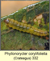 Phyllonorycter corylifoliella