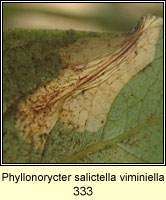 Phyllonorycter salictella viminiella
