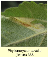 Phyllonorycter cavella